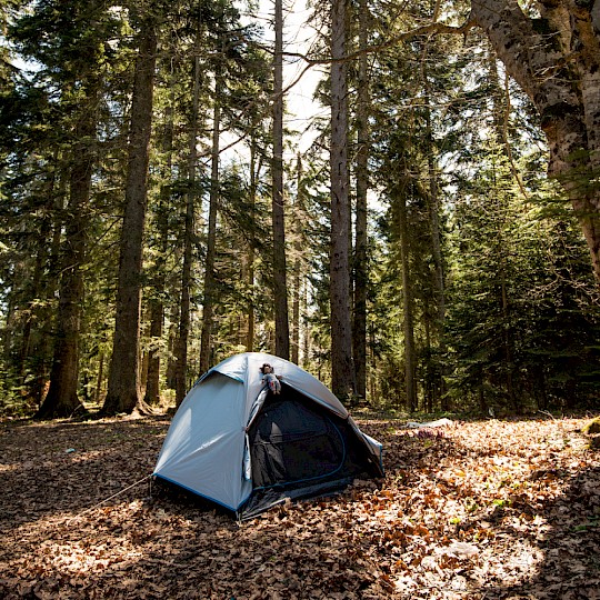 Camping sauvage en forêt