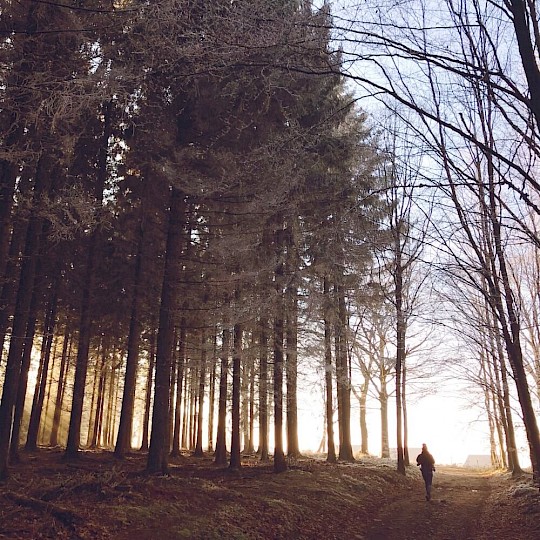 Spaziergang durch den Wald