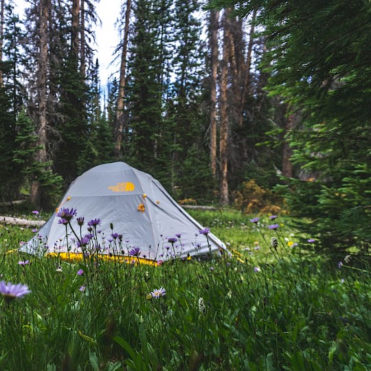 Camping en forêt