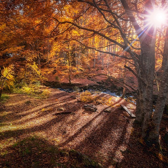 Осенью лес