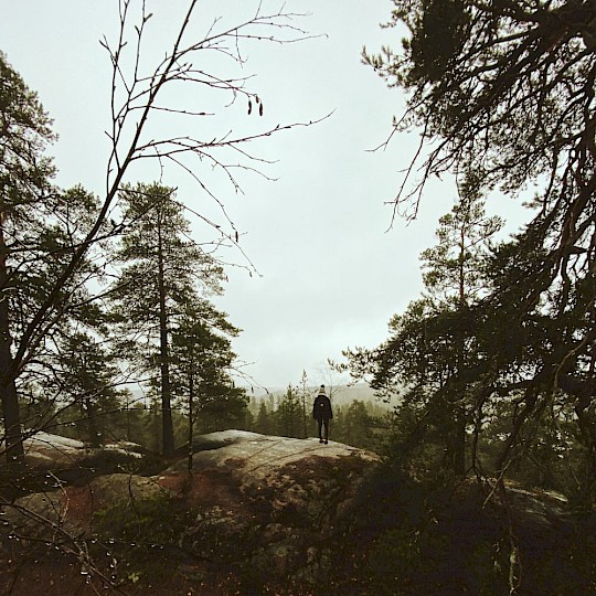 Forest in Lithuania